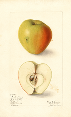 Apples, Malinda (1908)