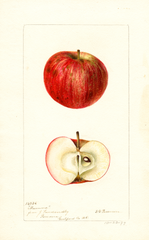 Apples, Mamma (1897)
