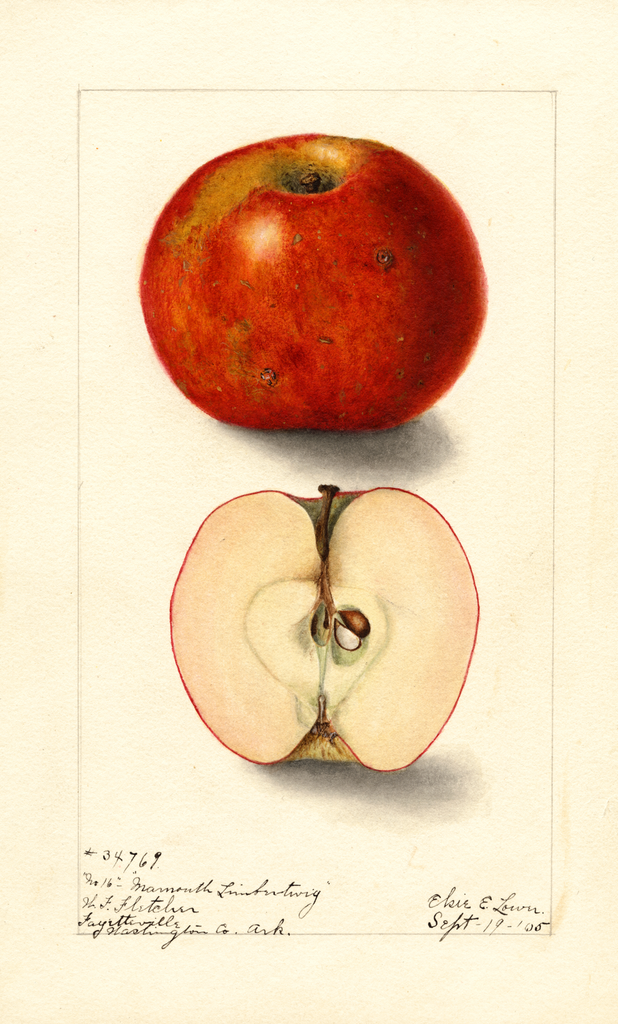 Apples, Mammoth Limbertwig (1905)