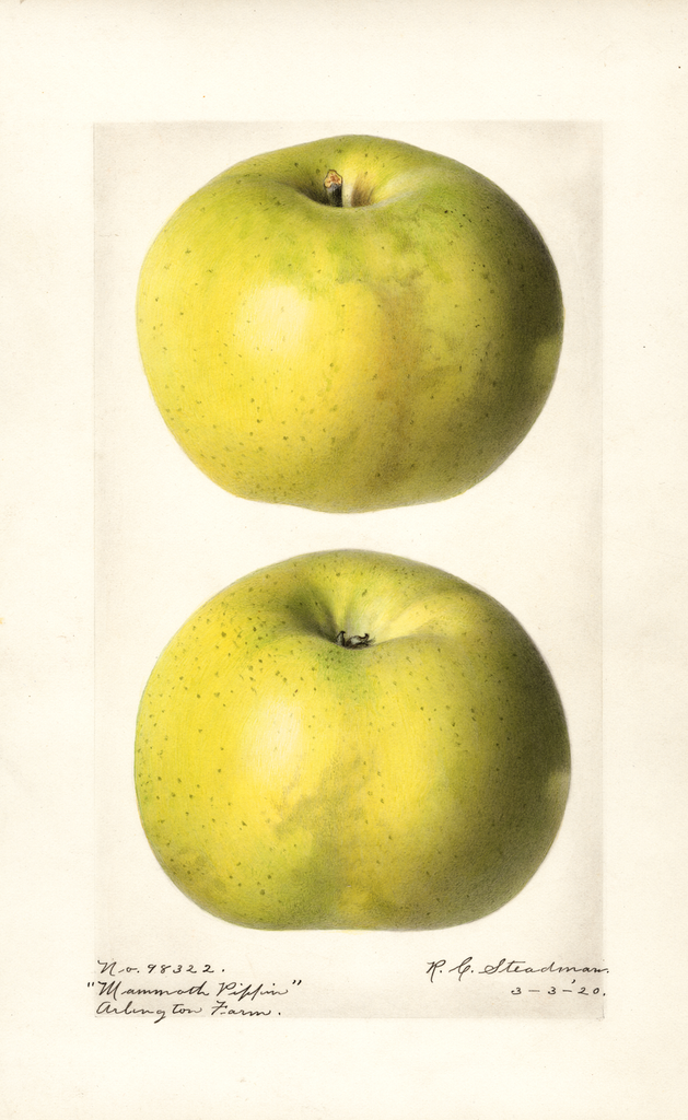 Apples, Mammoth Pippin (1920)