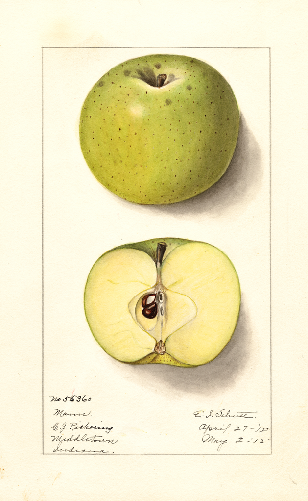 Apples, Mann (1912)