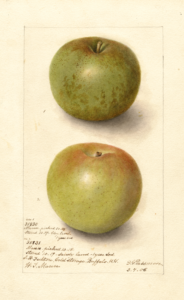 Apples, Mann (1906)