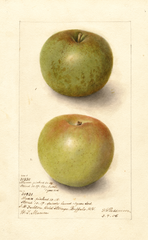 Apples, Mann (1906)