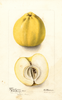 Apples, Masons Orange (1901)