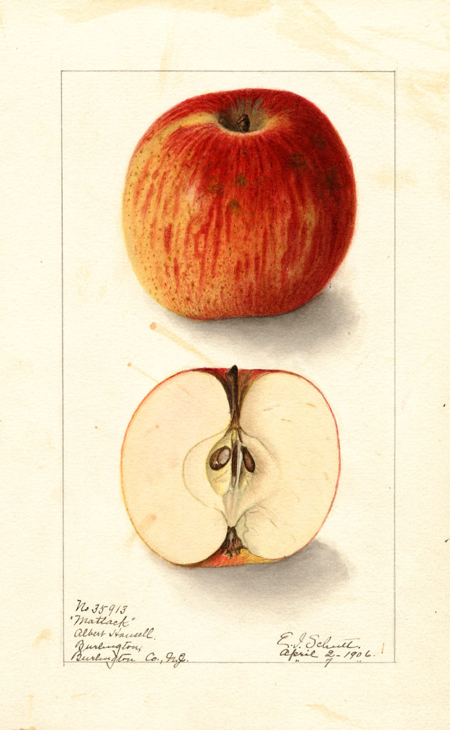 Apples, Matlack (1906)