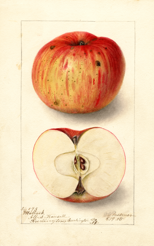 Apples, Matlack (1905)