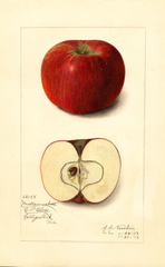 Apples, Mattamuskeet (1913)