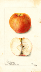 Apples, Ingram (1902)