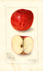 Apples, Ingram (1911)