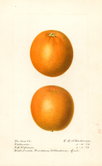 Oranges, Valencia (1919)