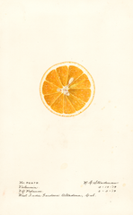 Oranges, Valencia (1919)