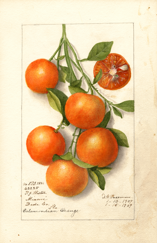 Citrus Fruits, Calamondian (1919)