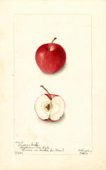 Apples, Wasserziekerks (1903)