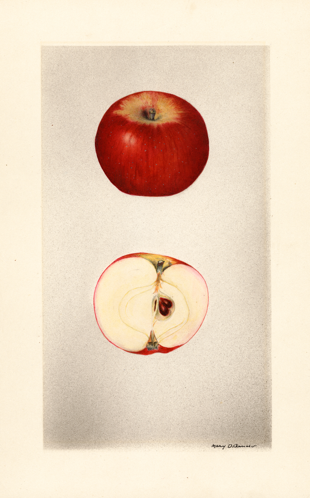 Apples, Rouge Der Laudel