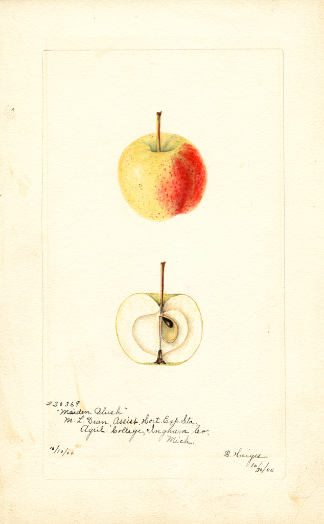 Apples, Maiden Blush (1900)