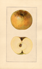 Apples, Yellow Newtown (1925)