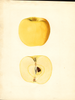 Apples, Yellow Newtown (1936)