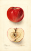 Apples, Northern Spy (1904)