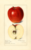 Apples, Northern Spy (1917)