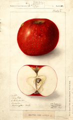 Apples, Oliver Red (1906)