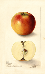Apples, Olympia (1905)