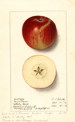 Apples, Jonathan (1912)