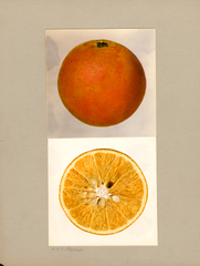 Oranges, Pineapple Orange (1936)