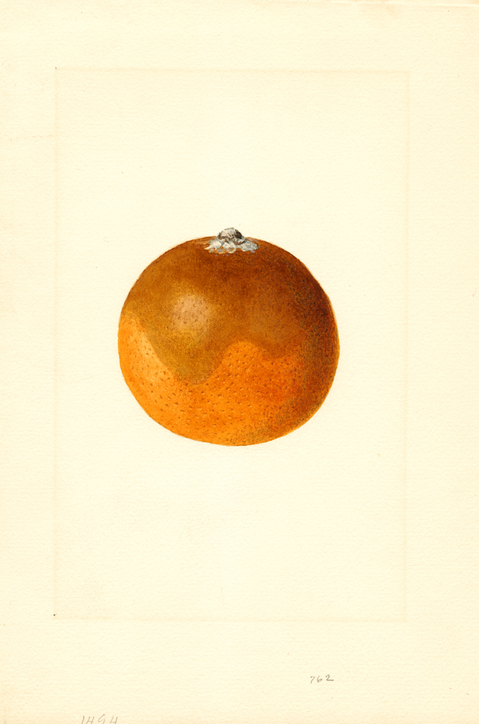 Oranges (1914)