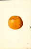 Oranges (1914)