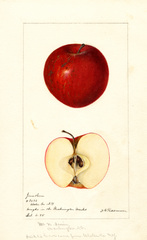 Apples, Jonathan (1895)