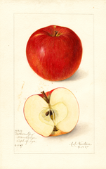 Apples, Northern Spy (1907)