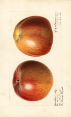 Apples, Northern Spy (1918)