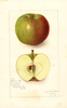 Apples, Northern Spy (1910)