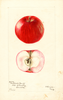 Apples, Northfield Beauty (1901)