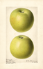 Apples, Northwestern (1919)