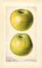 Apples, Northwestern (1919)