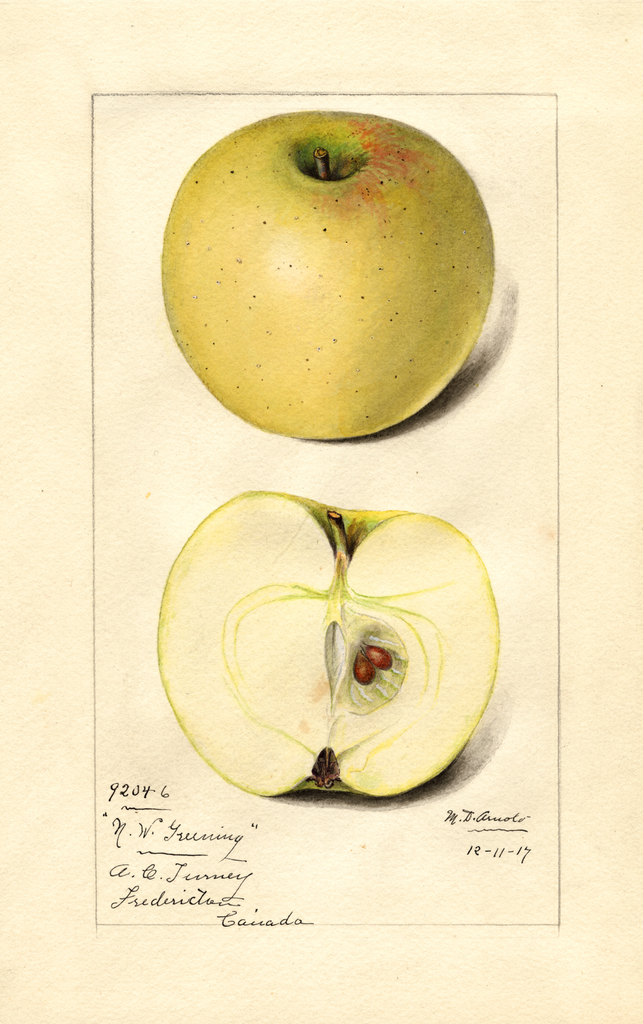 Apples, Northwestern Greening (1917)