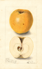 Apples, Northwestern Greening (1904)