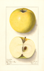 Apples, Northwestern Greening (1911)