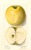 Apples, Northwestern Greening (1912)