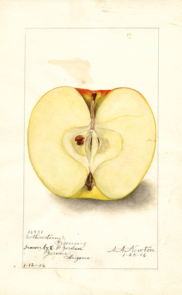 Apples, Northwestern Greening (1906)
