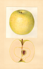 Apples, Northwestern Greening (1934)