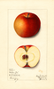 Apples, Norton Red (1913)