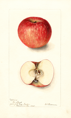 Apples, Doctor Noyes (1899)