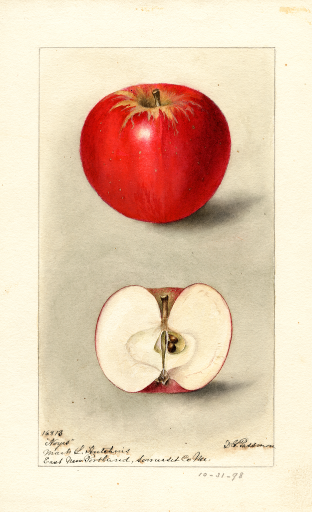 Apples, Noyes (1898)