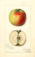 Apples, Nyack (1913)