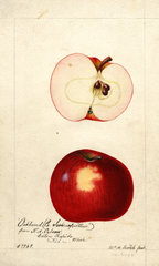 Apples, Oakland (1894)