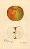 Apples, Oakland (1921)