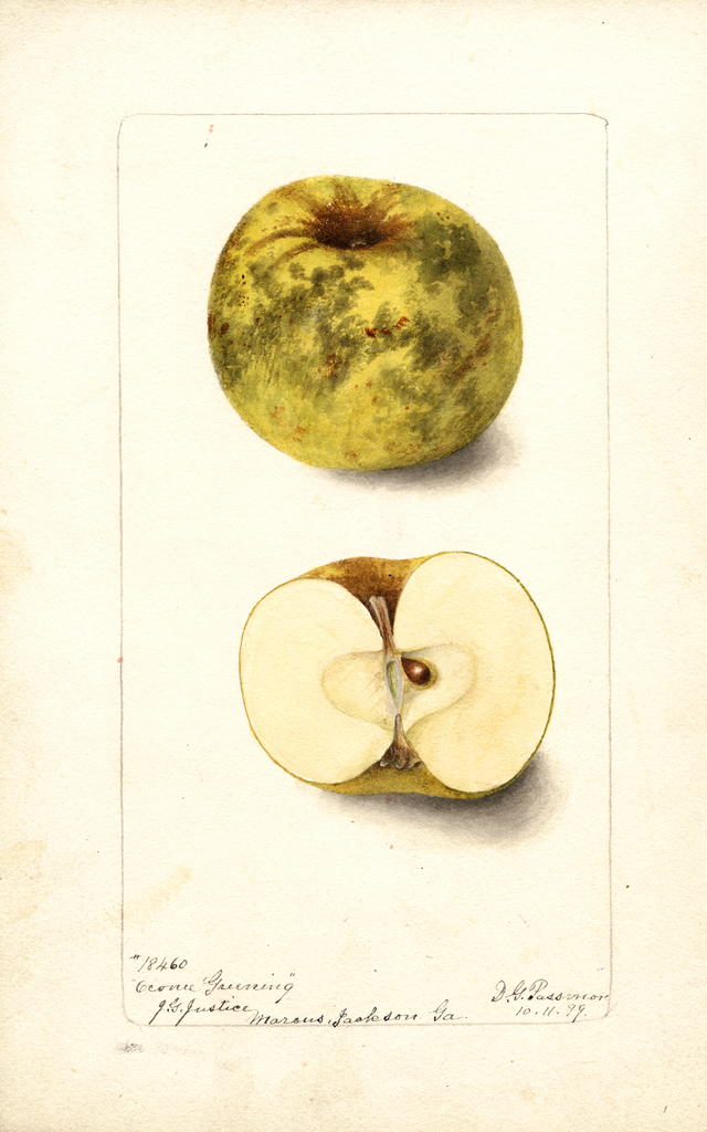 Apples, Oconee Greening (1899)