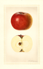 Apples, Ogleby (1926)